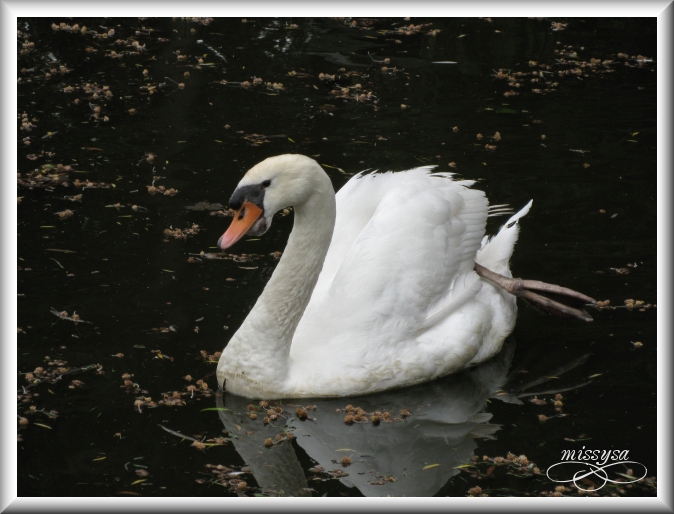 Mes photos de volatiles (2009) - Page 2 -volatile%2014