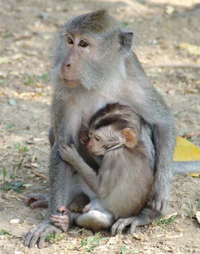 ملكة جمال القرود MonkeysInLombokMotherAndChild