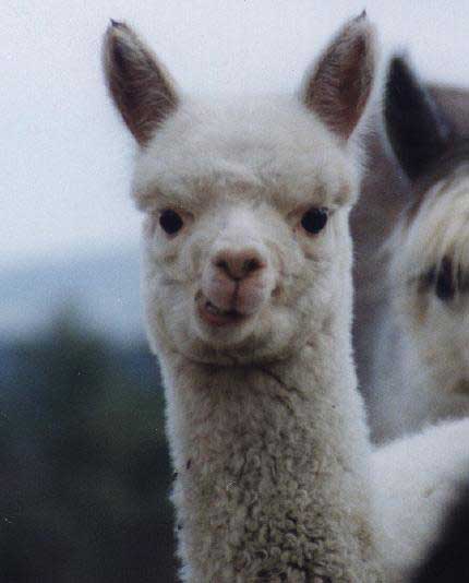 உலகின் விசித்திரமான விலங்குகள் Alpacas