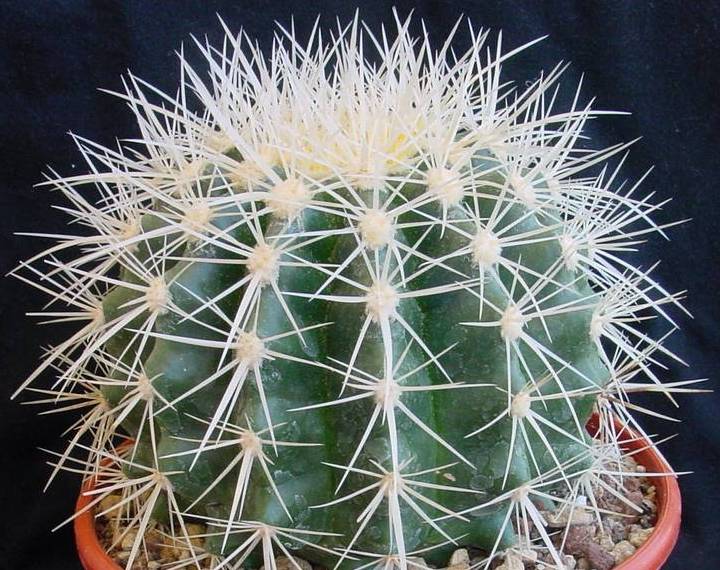 Un truc qui pique... echinopsis eyriesii 728