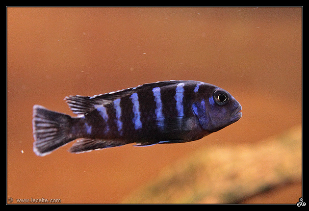 Présentation 450L Malawi Elongatus-1