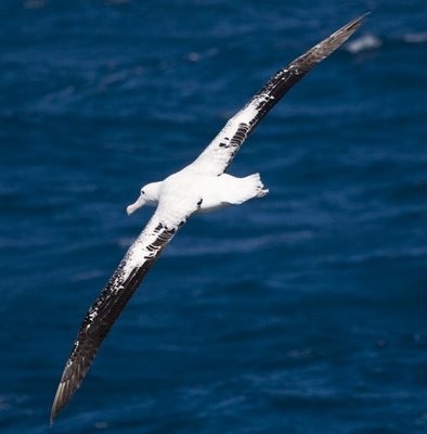 கடற் பறவை  Wandering-Albatross