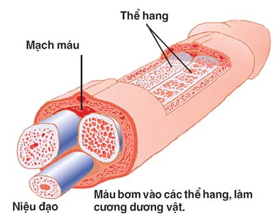 để bạn nâng cao chất lượng đời sống gối chăn. Lam-to-duong-vat