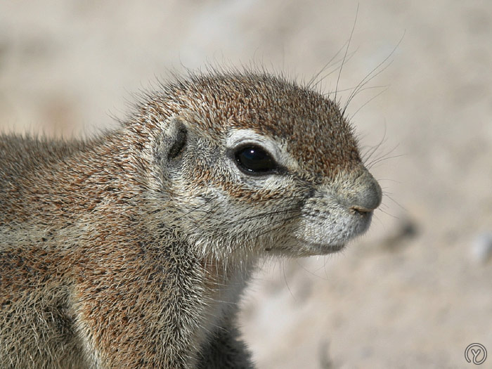 JEU DE L'ALPHABET Squirrel_6110