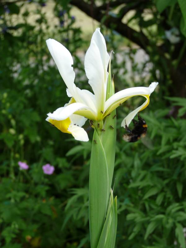Iris chamaeiris et Iris tectorum Iris_ochroleuca
