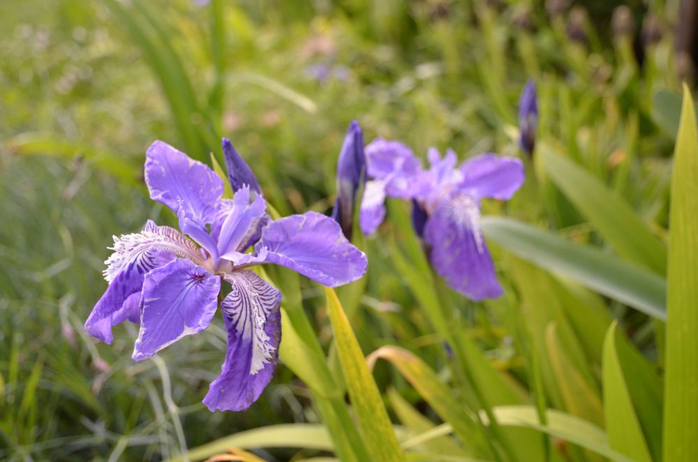 Iris chamaeiris et Iris tectorum Iris_tectorum