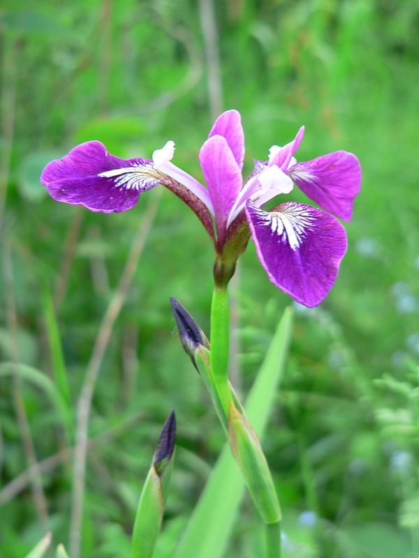 Iris chamaeiris et Iris tectorum Iris_versicolor