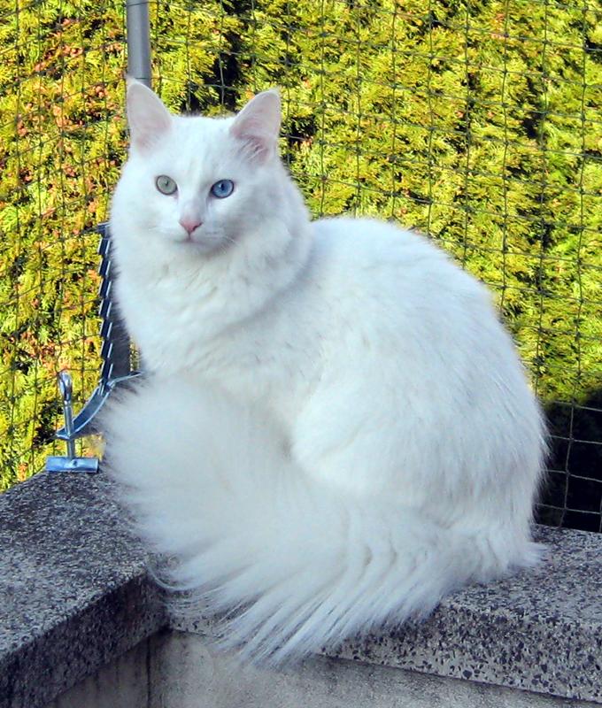 Flying Pumpkin Workshop 2014. - Page 2 Angora-Turc