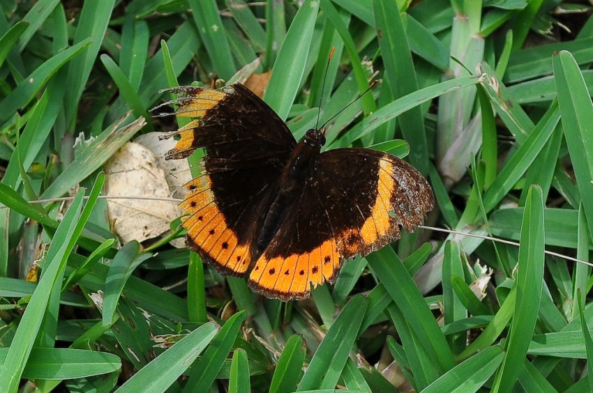 Papillon Mutant en Nouvelle-caledonie? View_DSC_8620