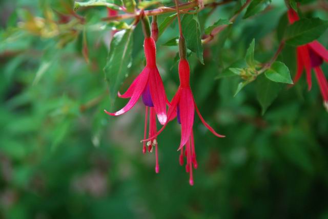 Identification de mon fuschia PhotoA