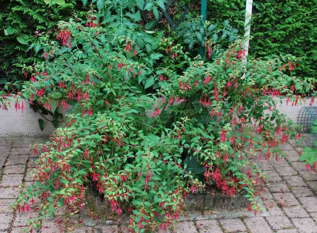 Identification de mon fuschia PhotoC