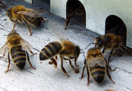 Effondrement spectaculaire des populations d’abeilles au Japon Abeille%20ventilant