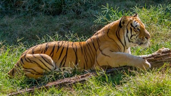 Les pumas (couguars) ont officiellement disparu B98088da