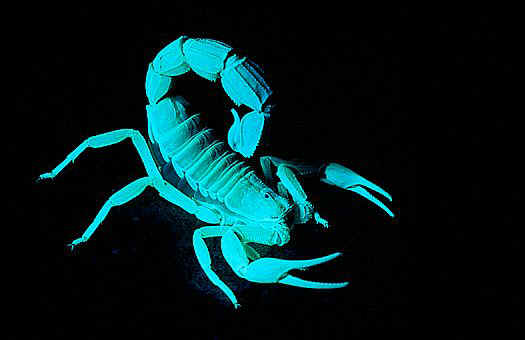 مروا من هناا Scorpion_8199-120