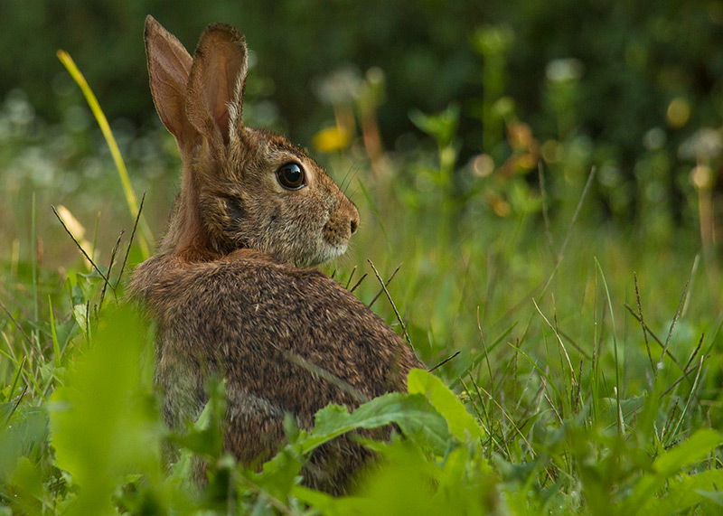 Spécialement pour toi Ola Lapin_IMG_2437