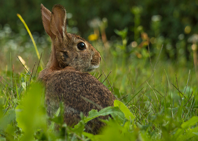 Lapin à queue blanche Lapin_IMG_2438