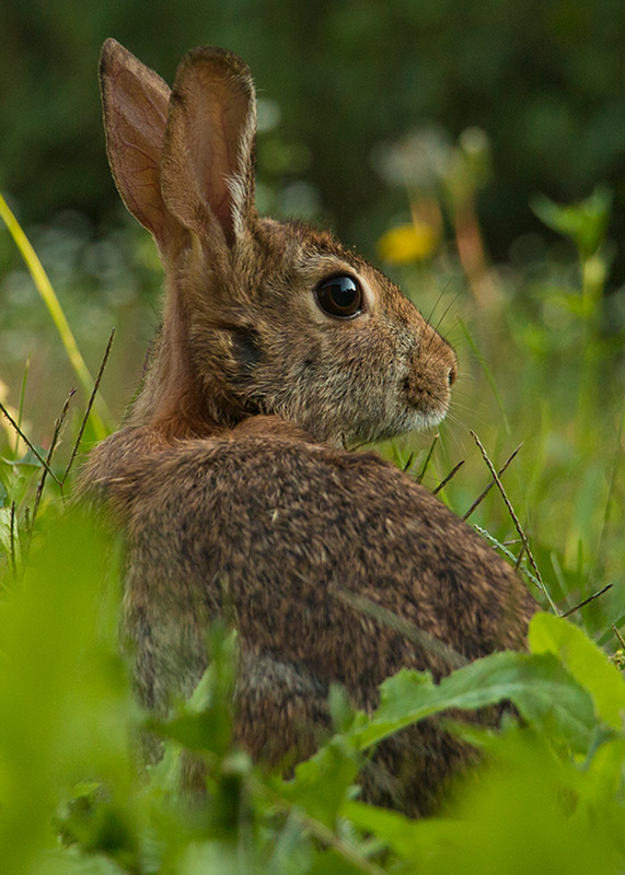 Spécialement pour toi Ola Lapin_IMG_2439