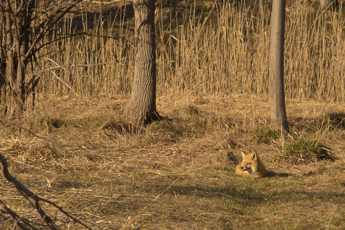 Renard roux 14avril2023_IMG_8381