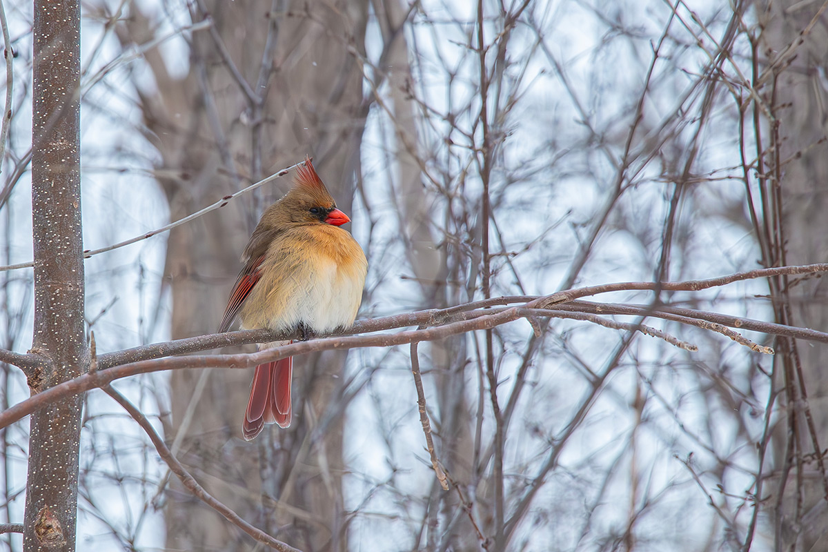 Cardinal 2024-01-20_IMG_5324