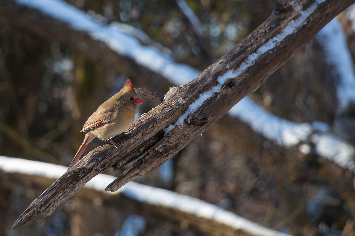 Cardinal 2024-01-21_IMG_5582