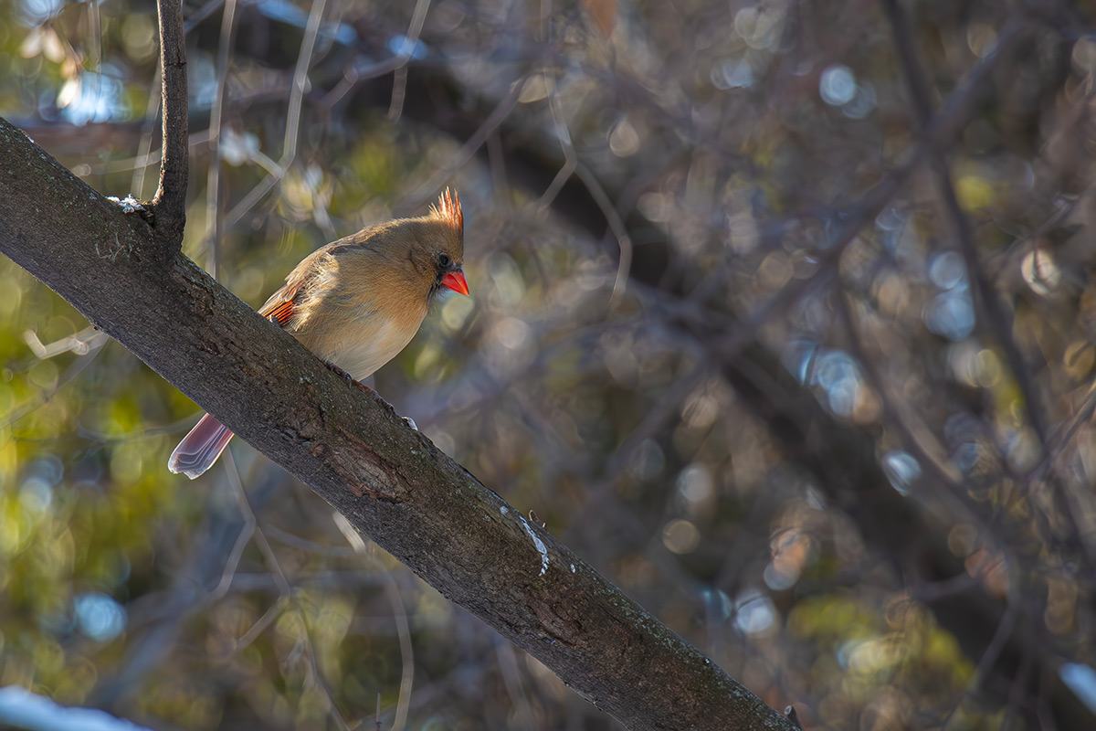 Cardinal 2024-01-21_IMG_5635