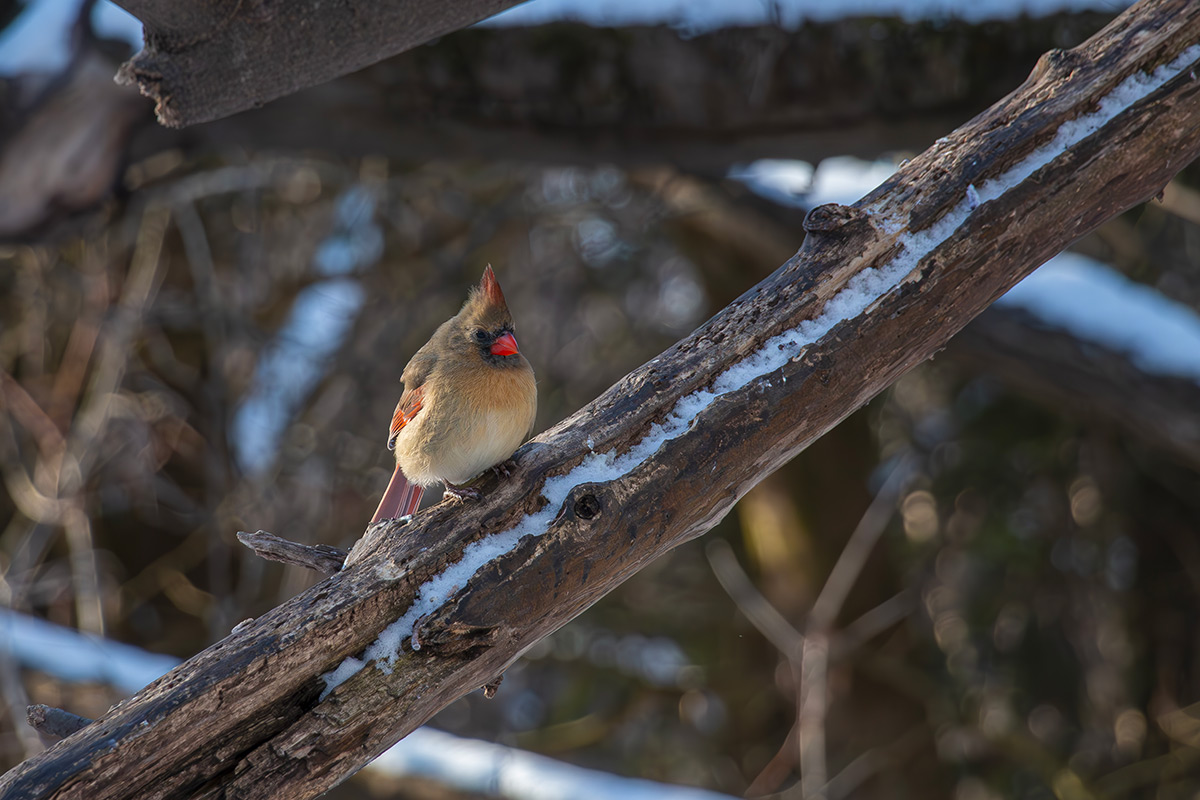 Cardinal 2024-01-21_IMG_5636