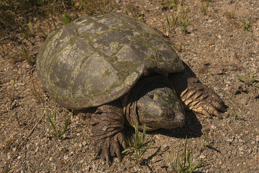 Tortue serpentine Tortueserpentine_IMG_1013_low