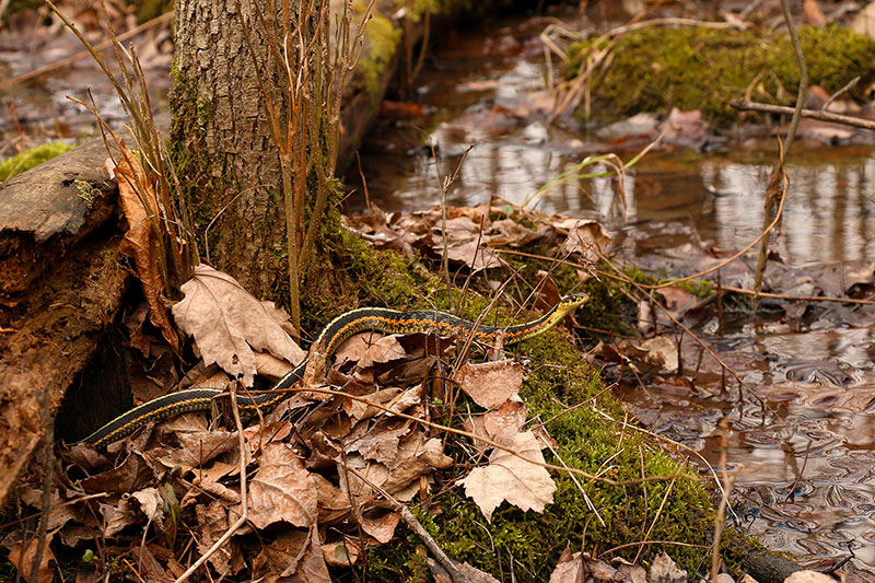 Pleins de couleuvres rayées Couleuvre_web13