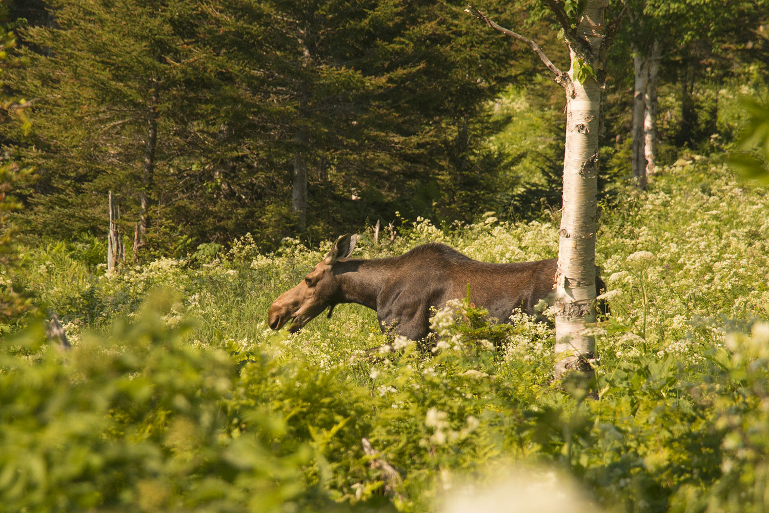 Photos diverses SEPAQGaspesie_Ernest-Laforce_IMG_1548