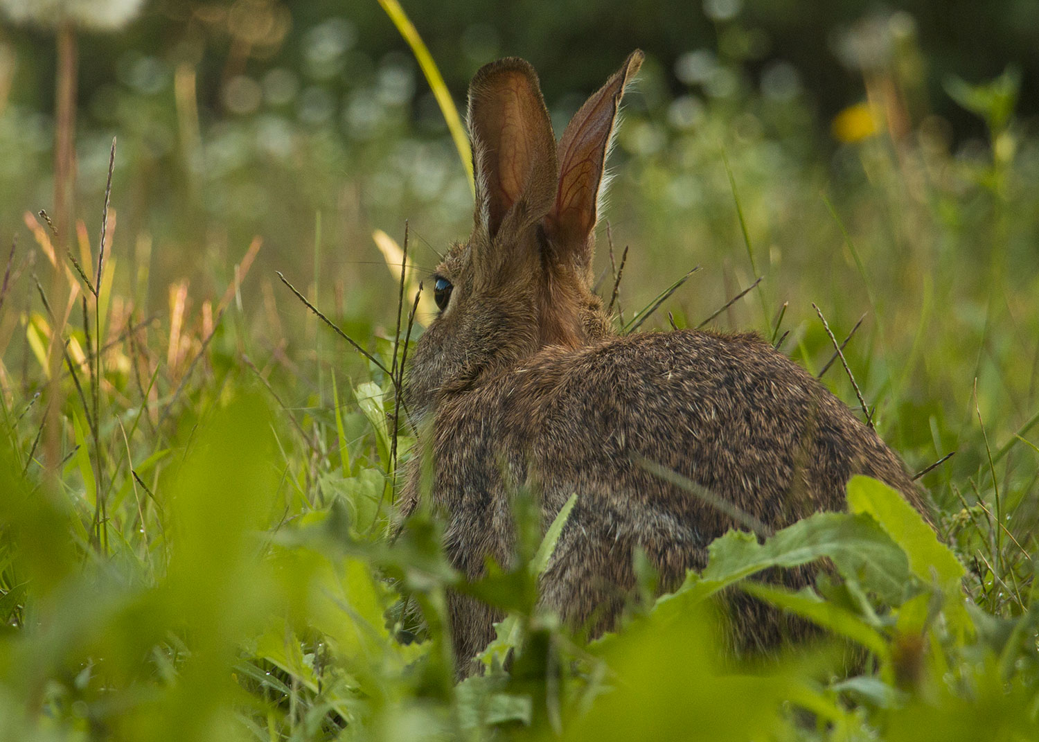 Photos diverses Lapin_IMG_2436