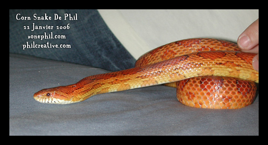 Vieilles photos Cornsnake05