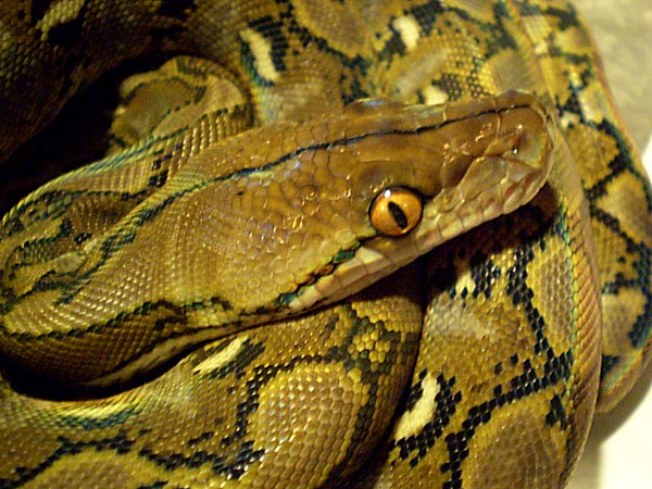 Quelques serpents Retic02