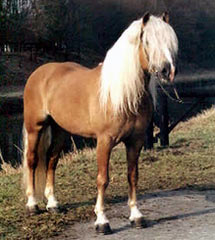  Haflinger_1