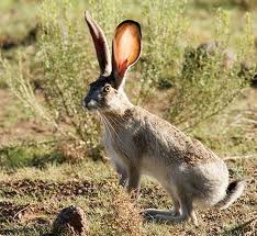 Desierto de Sonora: Gila Lepus-californicus