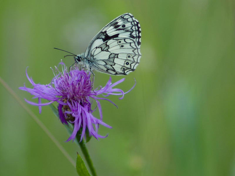 Les Photos - Sortie macro/nature Etang de Lemps - 30 juin - Page 2 P6300337-L