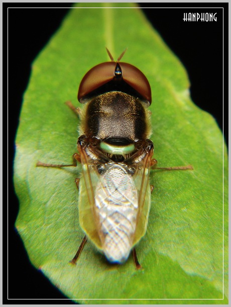 Ảnh động vật, côn trùng DSC04561a