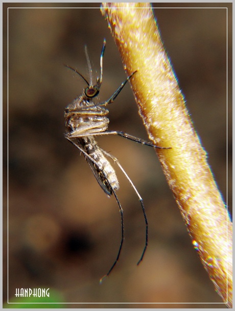 Ảnh động vật, côn trùng DSC04362a