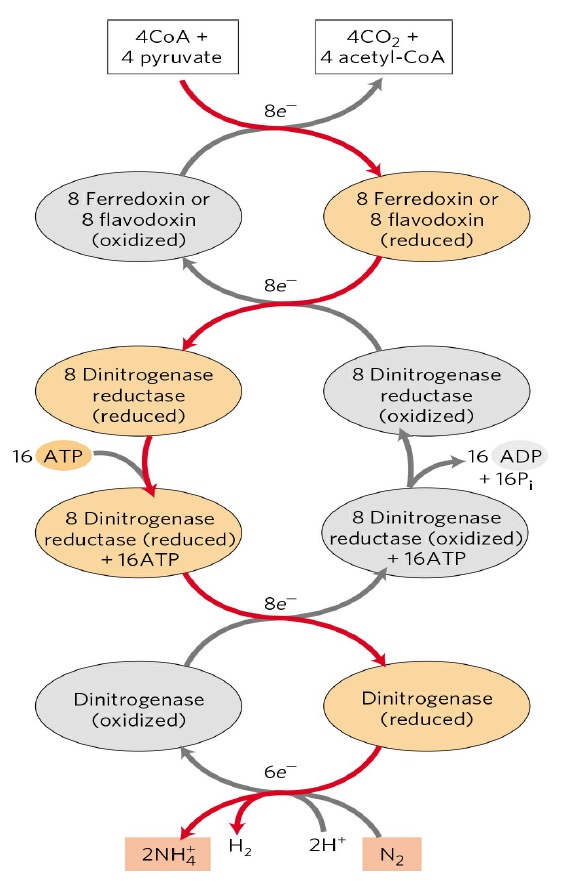 Nitrogenase 9mCP9H8