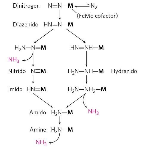 Nitrogenase CdV8Frp