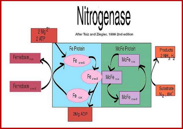 Nitrogenase ESSEQ85