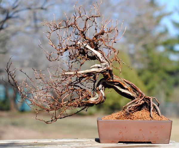 chamaecyparis obtusa chirimen bonsai Chamaecyparis obtusa 'CHIRIMEN' – MiniForest main image 1