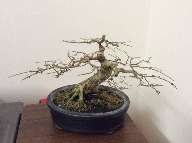 gold bonsai tree Aralia Ming Gold Mini Bonsai