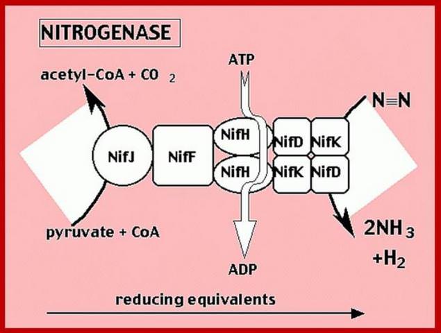 Nitrogenase AkBsl5h