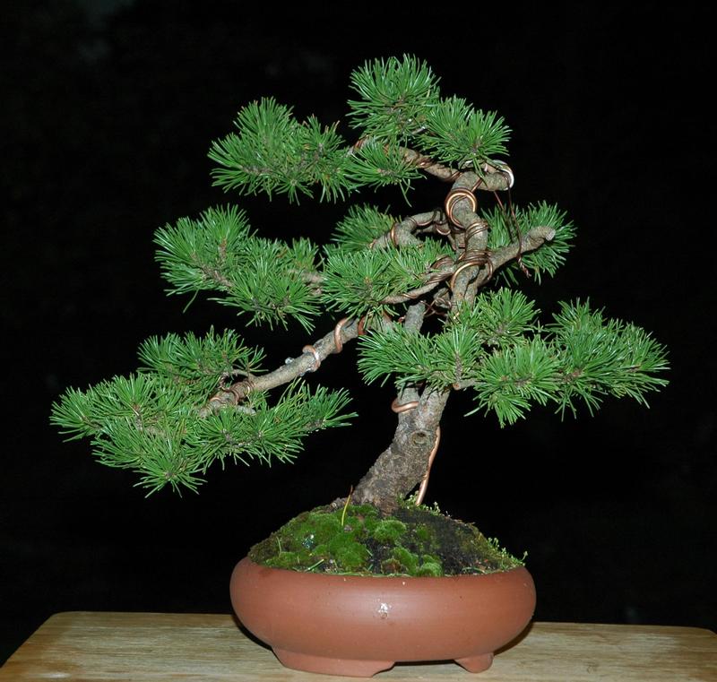 Juniperus Pfitzeriana Aurea Material Suitability