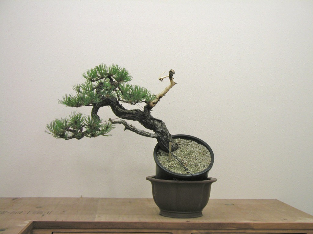 Ponderosa Pines... can they really make good bonsai? - Page 1