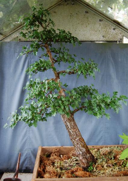 Hawthorn Crataegus monogyna