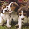 Timadores Chiots