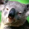 Koala Masque