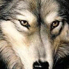 Le forum des Gens Ordinaires Loup