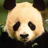 الايقاظ العلمي Panda